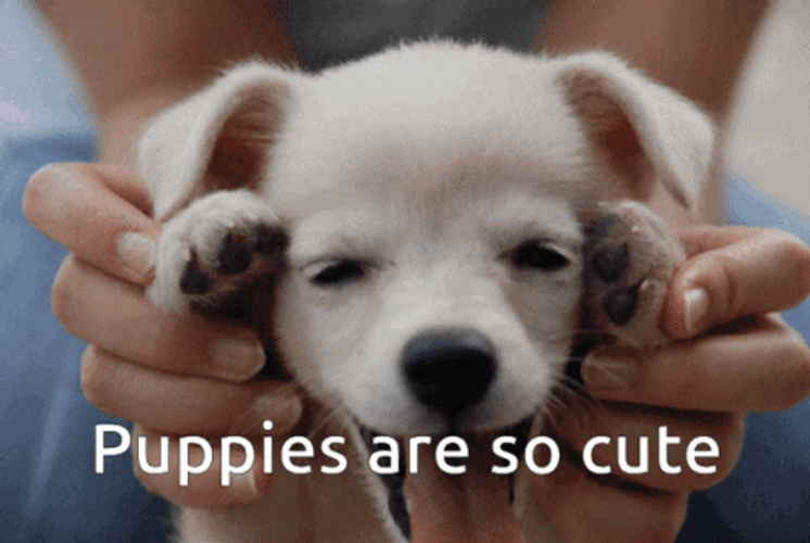 Puppies Cute Tongue Out GIF