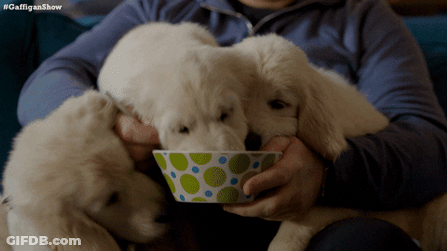 Puppies Eating  Jim Gaffigan GIF