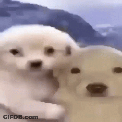 Puppies Lying Next To Each Other On Beach GIF