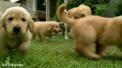 Puppies Playing In Grass GIF