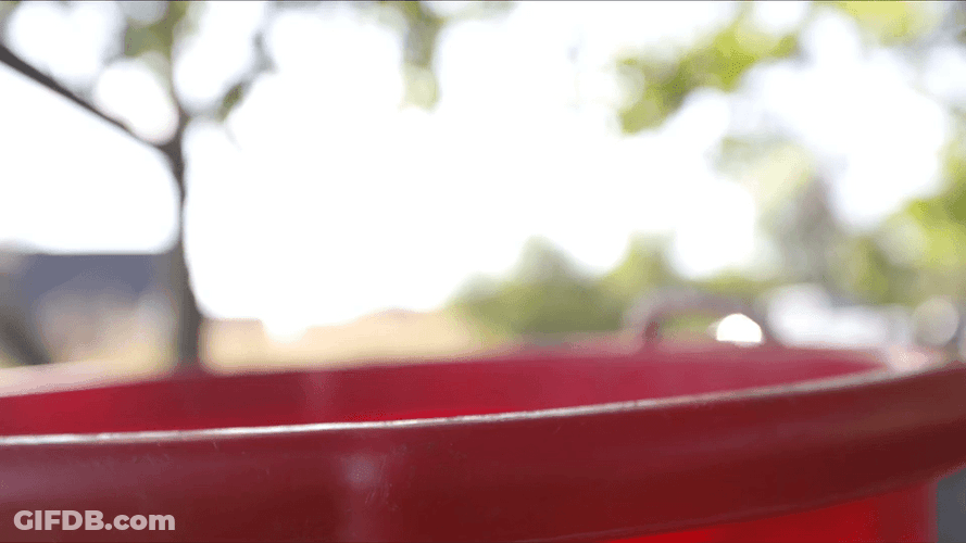 Puppies Surprise Slow Motion GIF