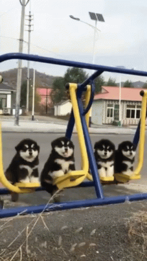 Puppies Swing Play Time GIF