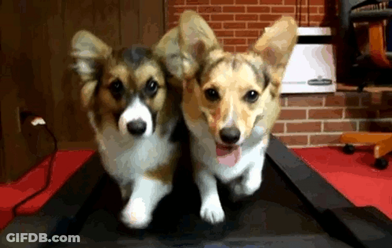 Puppies Treadmill Exercise GIF