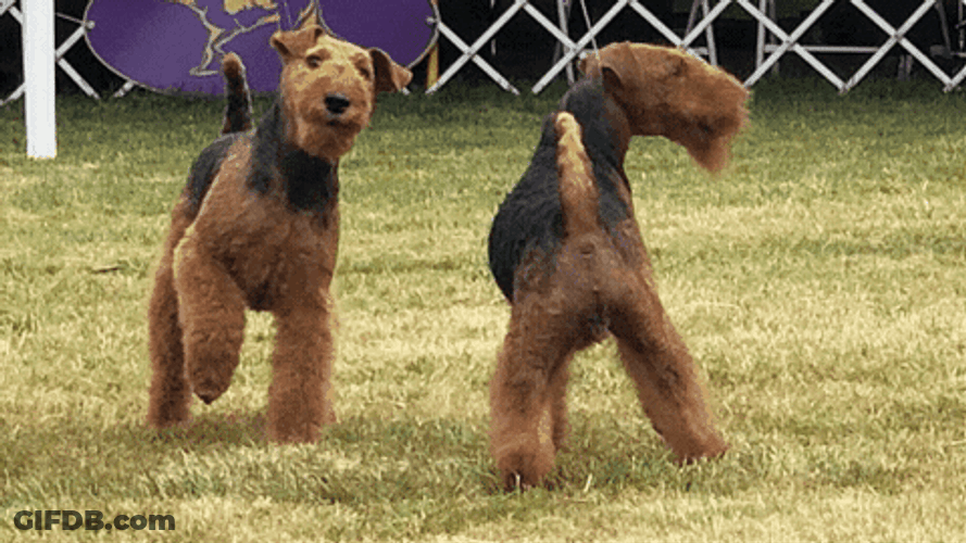 Puppies Westminster Dog Show GIF