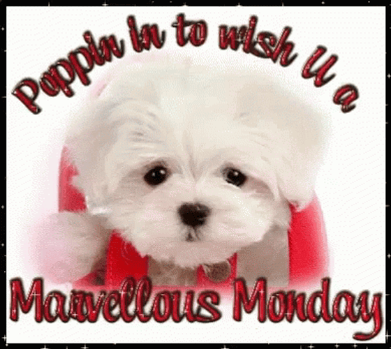 Puppin In To Wish You A Marvelous Monday GIF