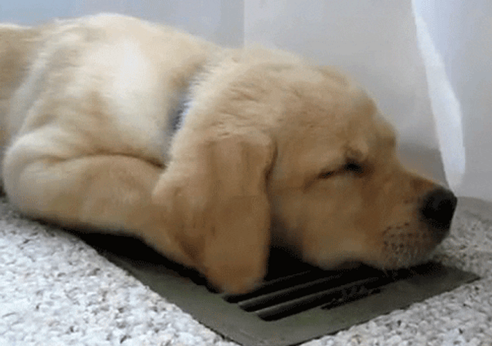 Puppy Air Vent Sleep GIF