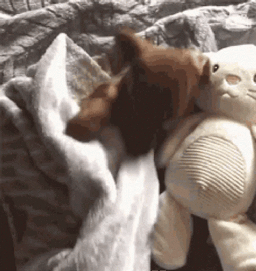 Puppy Bedtime Together With His Stuff Toy GIF