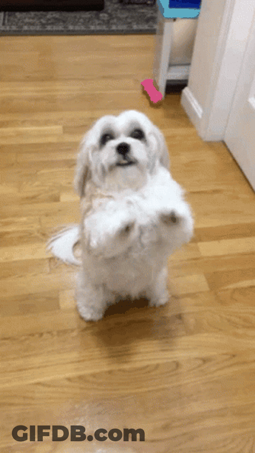 Puppy Begging GIF