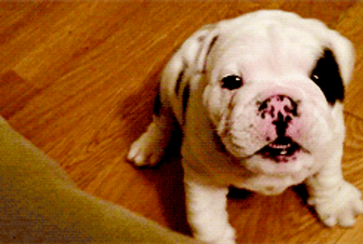 Puppy Bulldog Paw Stop GIF