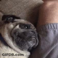 Puppy Caption When He Invites You Over Then Watches YouTube All Night GIF
