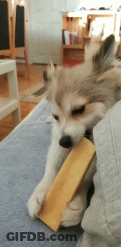 Puppy Chewing Cheese On Couch GIF