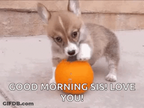 Puppy Chewing Orange Ball Saying Good Morning Sis Love You GIF
