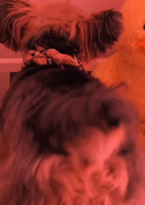 Puppy Collie Twerking Dog GIF