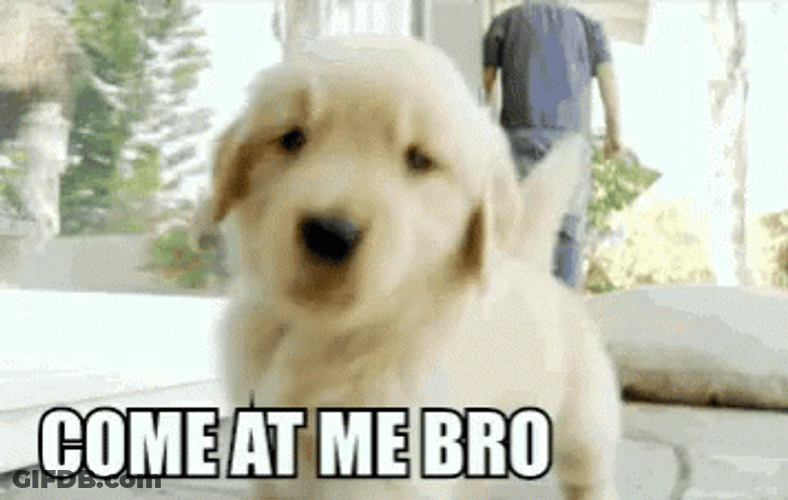 Puppy Come At Me Bro GIF