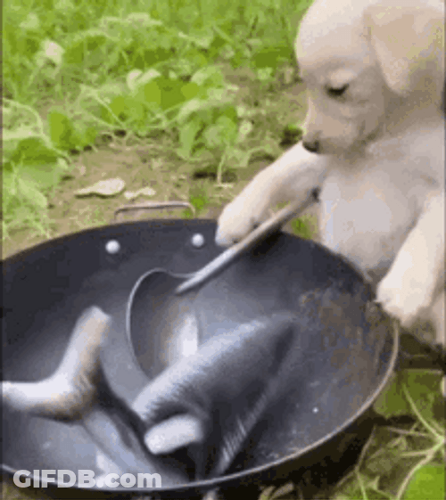 Puppy Cooking A Fish GIF