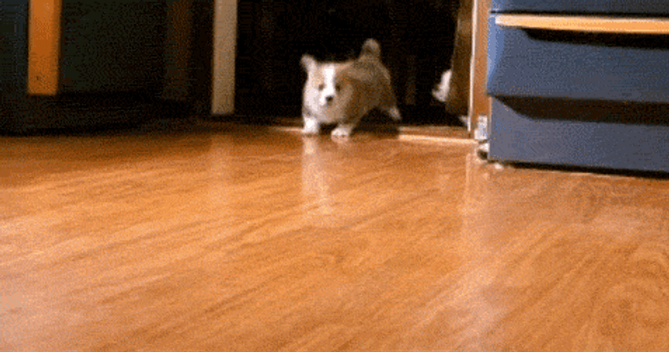 Puppy Corgis Stampede Run GIF