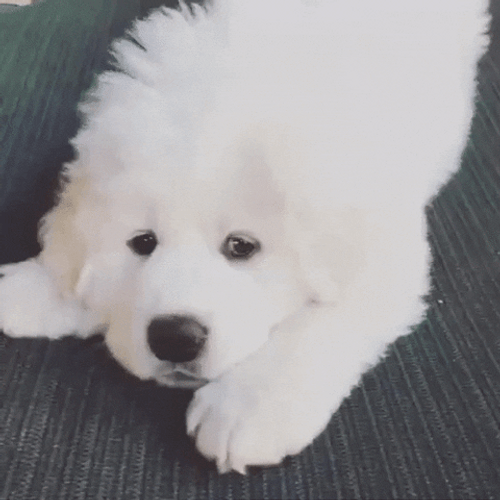 Puppy Cute Bored Play GIF