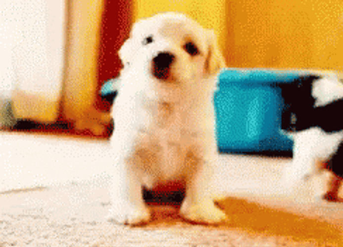 Puppy Cute High Five GIF