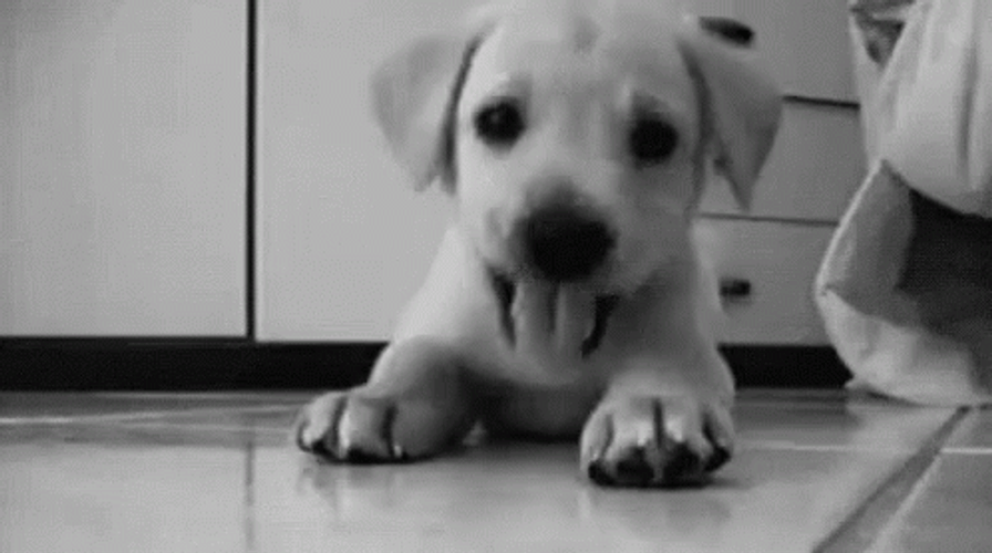 Puppy Cute Paw Play GIF