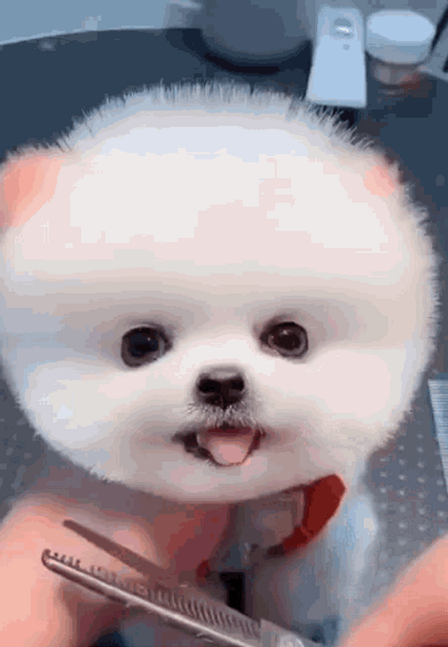 Puppy Cute Round Head GIF