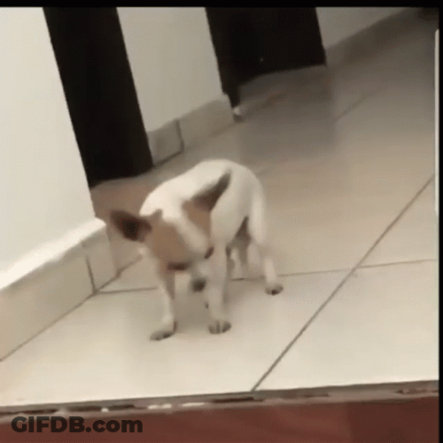 Puppy Dancing Doge GIF