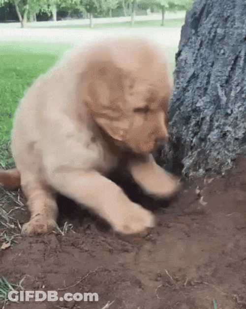 Puppy Digging Beside Tree GIF