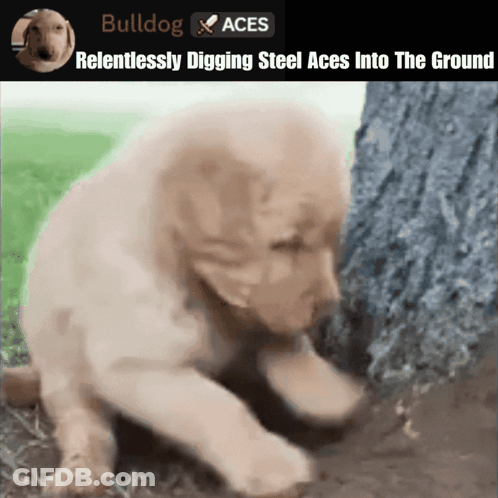 Puppy Digging Bulldog Aces GIF