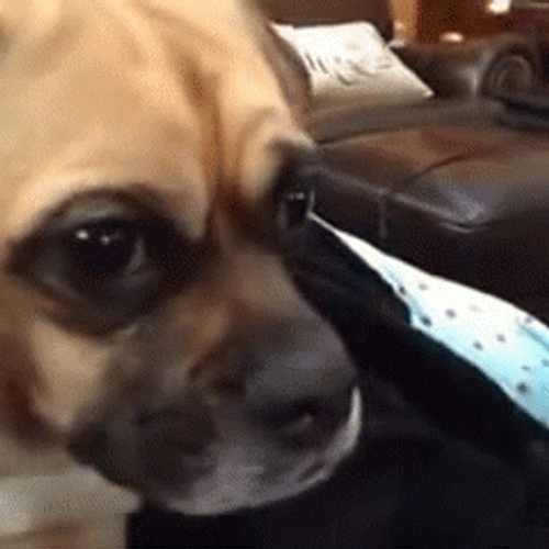 Puppy Dog Big Eyes Sad Stare GIF