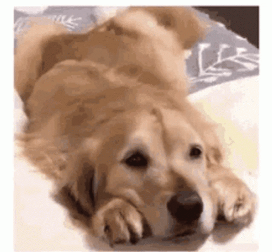 Puppy Dog Eyes Chilling Tail Wagging GIF