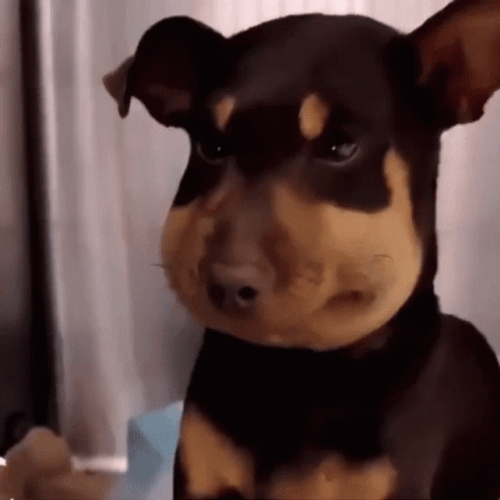 Puppy Dog Eyes Guilty Inflamed Face GIF