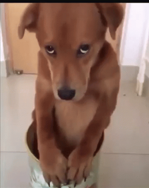 Puppy Dog Eyes Piteous Glance GIF