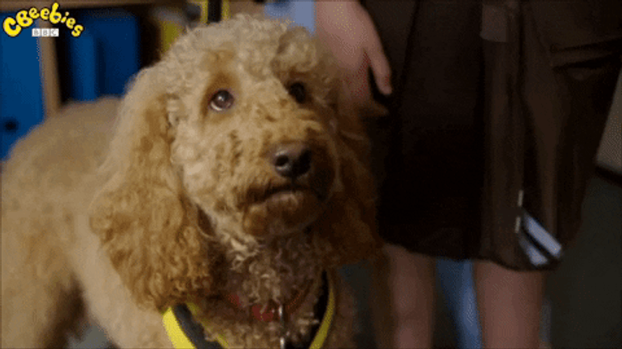 Puppy Dog Eyes Sad Dog Begging Please GIF
