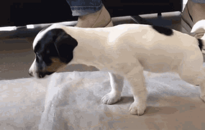Puppy Dog Throw Up Toy GIF