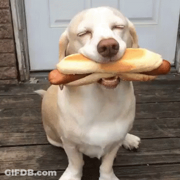 Puppy Drinking Milk With Tongue Out GIF