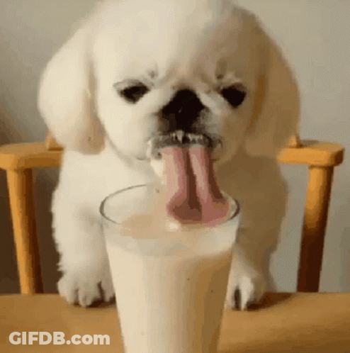 Puppy Drinking Milk With Tongue Out GIF