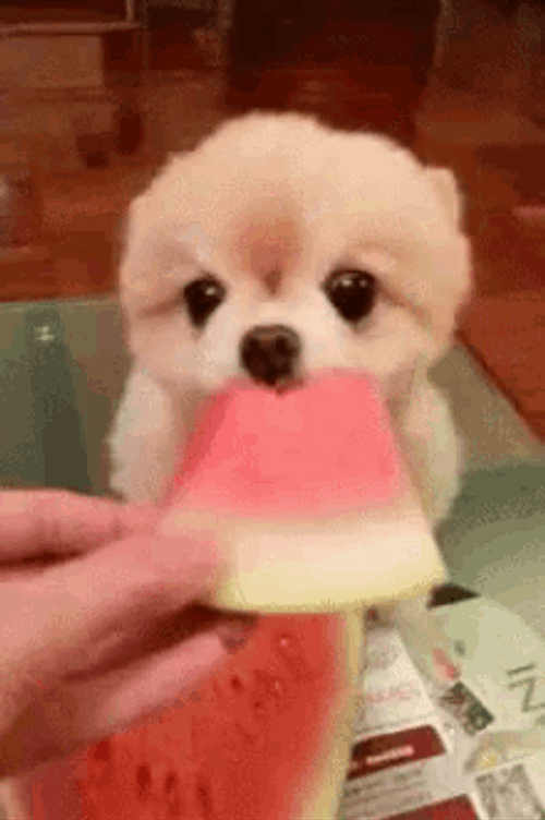 Puppy Eating Watermelon GIF