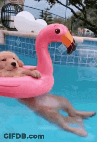 Puppy Floating On Pink Flamingo Float In Pool GIF