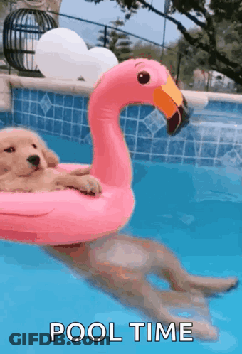Puppy Floating On Pink Flamingo GIF