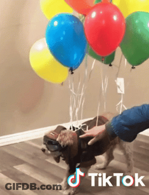 Puppy Floating Using Balloons GIF
