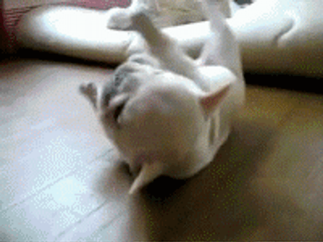 Puppy French Bulldog Roll GIF