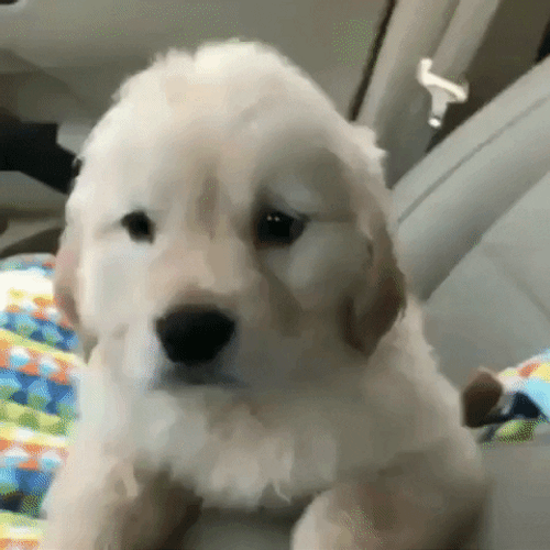 Puppy Funny Chin Scratch GIF