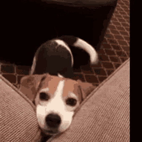Puppy GIF