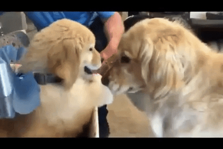 Puppy Golden Retriever Present GIF