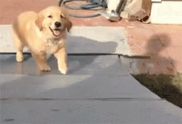 Puppy Golden Retriever Slide GIF
