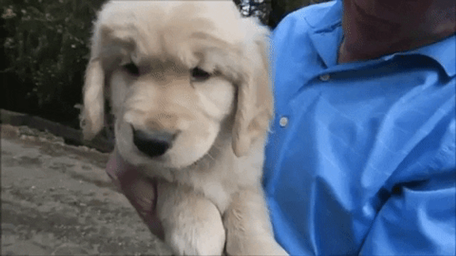 Puppy Golden Retriever Sweet GIF