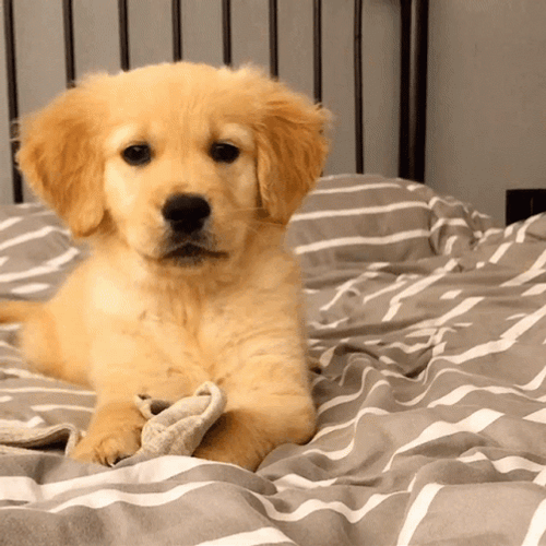 Puppy Golden Retriever Wink GIF