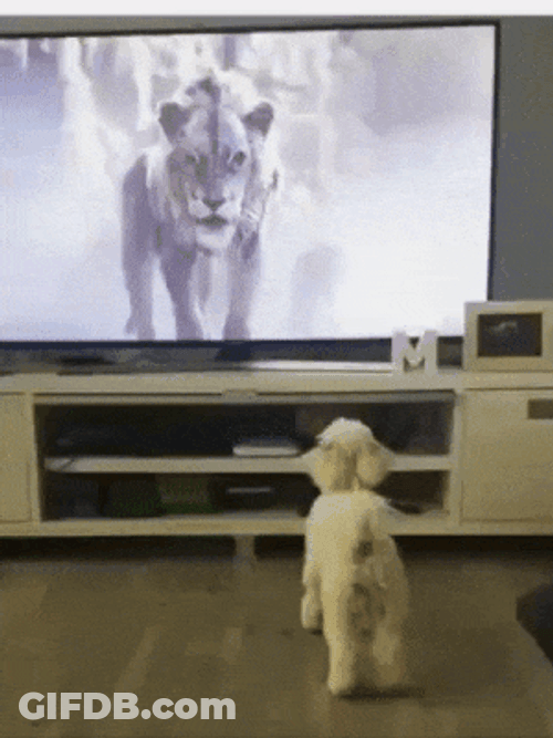 Puppy Got Scared While Watching TV GIF