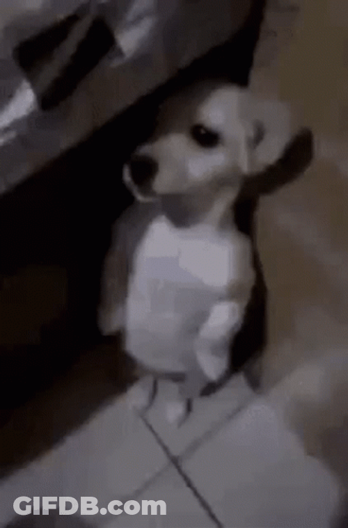 Puppy Hiding With Fear GIF