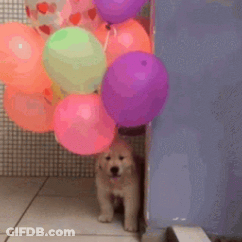 Puppy Holding Colorful Balloons In Mouth GIF