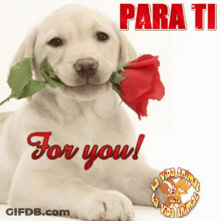 Puppy Holding Red Rose Saying Para Ti For You GIF